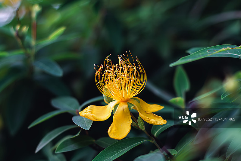 上海金棕榈南园金丝桃花卉特写图片素材