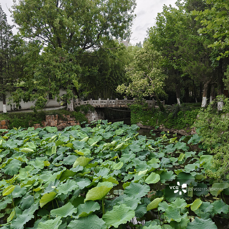 南通水绘园荷叶图片素材