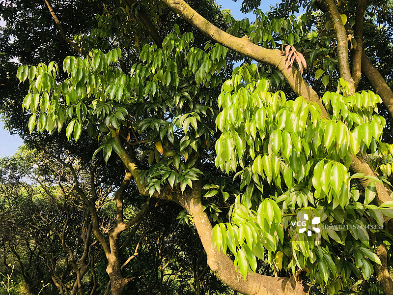 日照瓜岭村荔枝树图片素材
