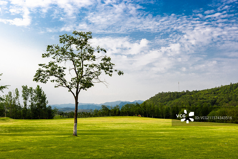 旷野的树图片素材