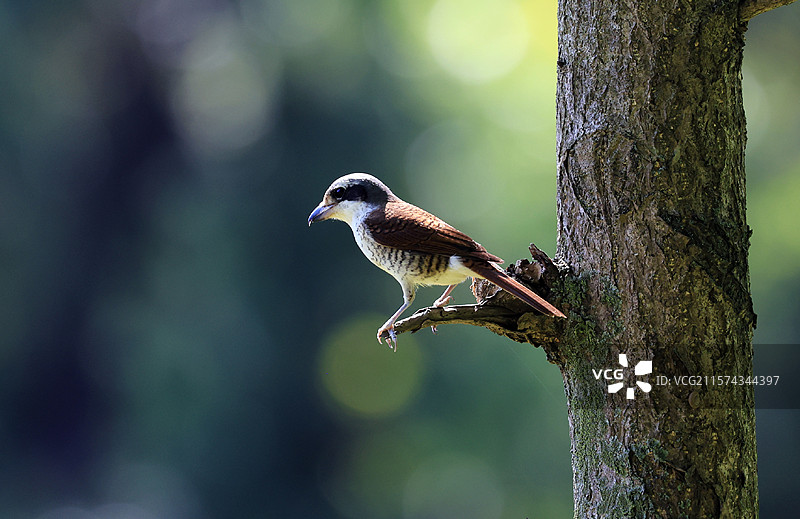 树上的虎纹伯劳图片素材