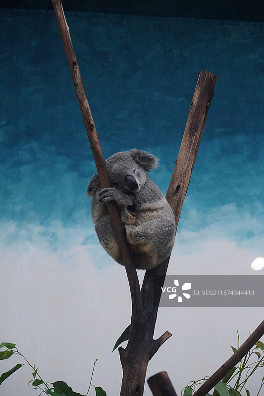 安然入睡树袋熊图片素材