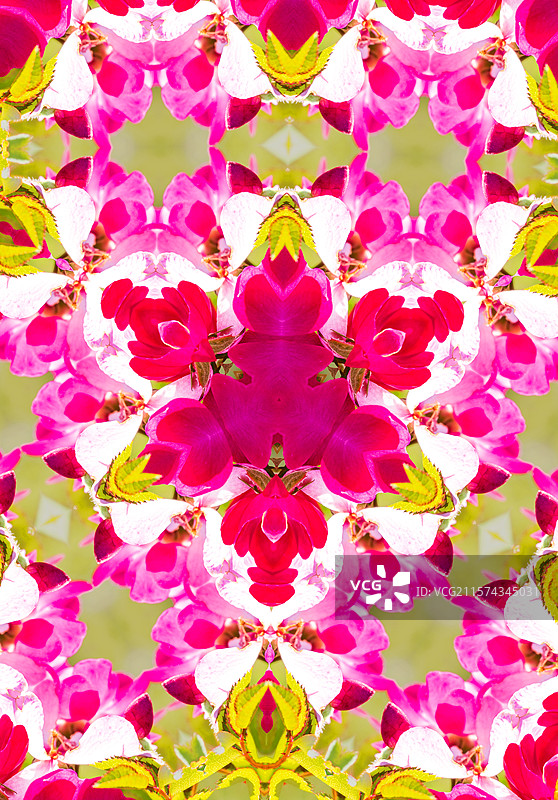 海棠花变形图片素材