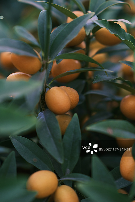 花卉市场图片素材