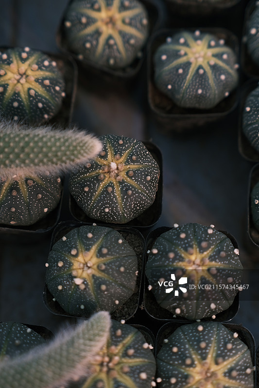 花卉市场图片素材