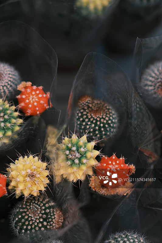 花卉市场图片素材