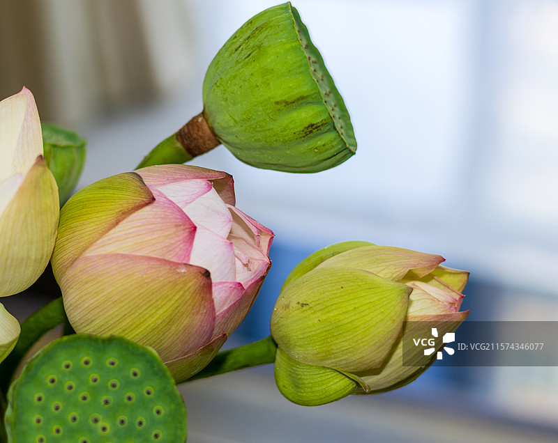 荷花花瓶图片素材