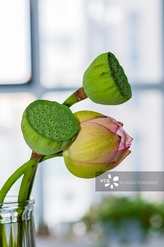 荷花花瓶图片素材