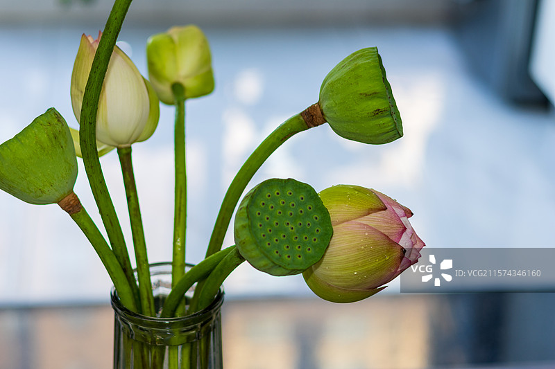 荷花花瓶图片素材