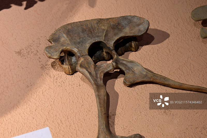 恐龙腰带结构模型复制品，恐龙分类依据，恐龙化石标本，恐龙模型，龙吟九州·中国恐龙大展，上海自然博物馆图片素材