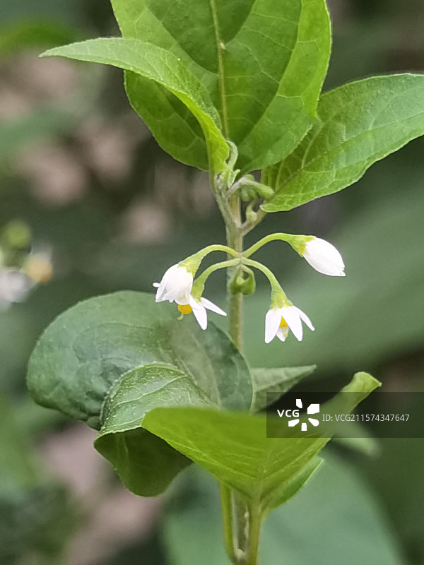 少花龙葵图片素材