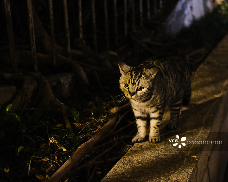 狸花猫，夜晚图片素材