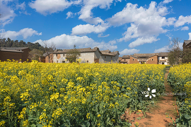 呈贡乌龙乡古渔村油菜花旁的古建筑图片素材
