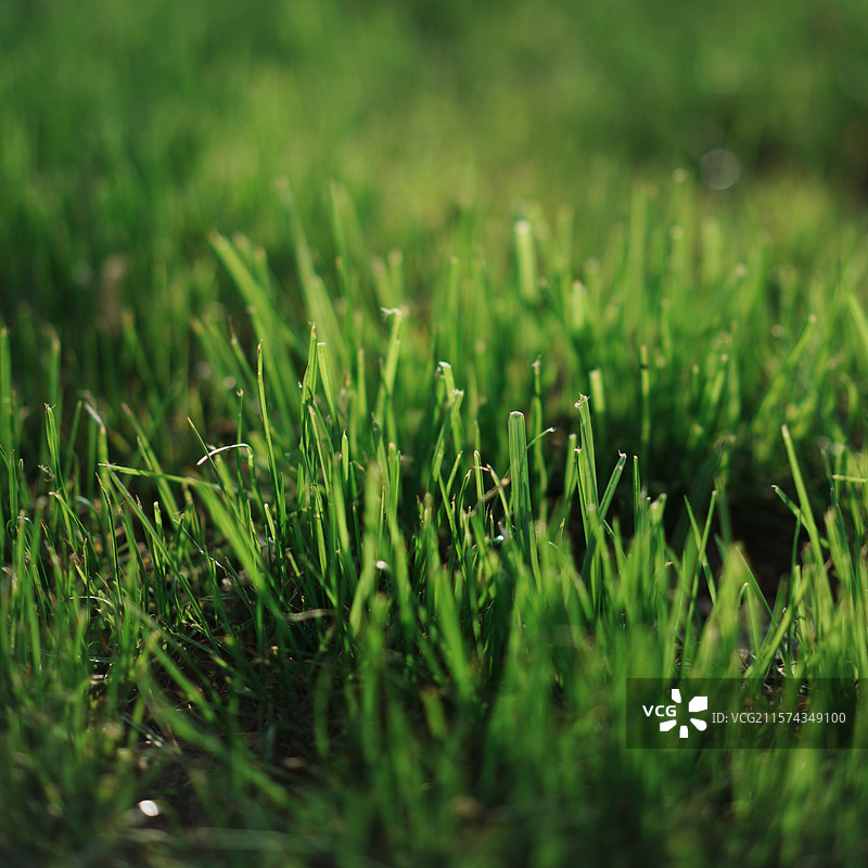 阳光下的草地背景图图片素材