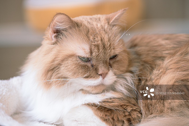 猫咖里的七十二家房客图片素材