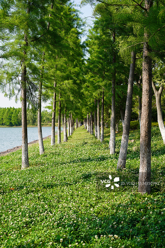 青葱的湖边树林图片素材