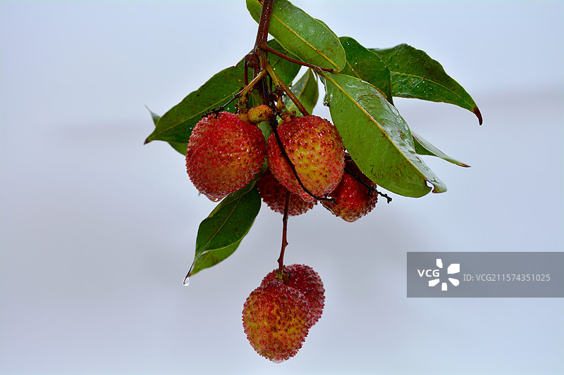 夏天夏至立夏水果荔枝图片素材