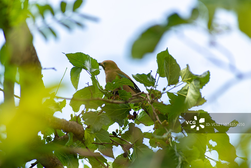 吃桑葚的松鸦图片素材
