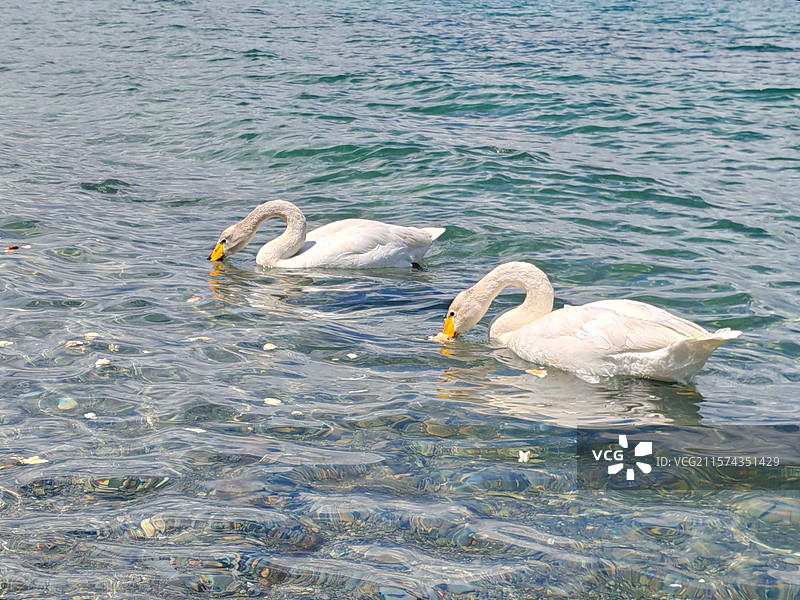 新疆赛里木湖天鹅湾天鹅图片素材