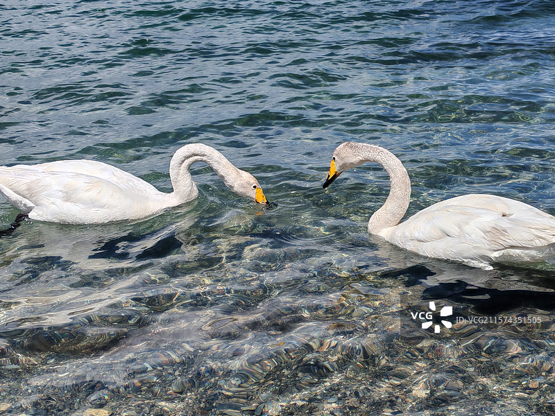 新疆赛里木湖天鹅湾天鹅图片素材