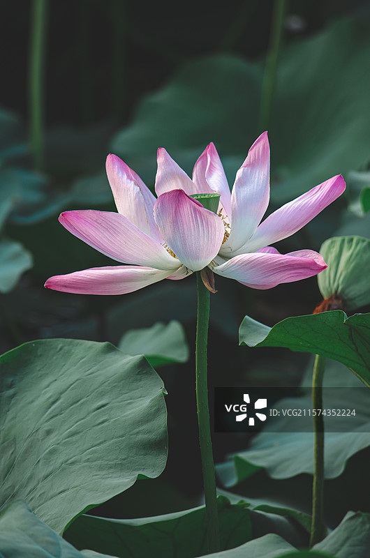 中国野生植物水生植物拍摄主题，室外公园荷塘湖水中清新美丽的荷花与荷叶，户外无人图像摄影图片素材