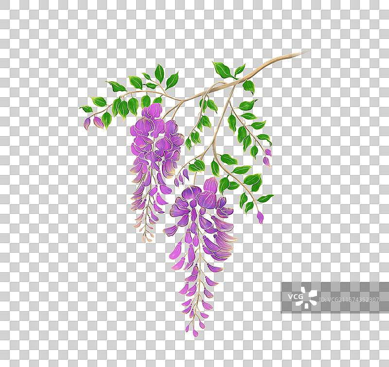 手绘紫藤花植物花卉免抠元素图片素材