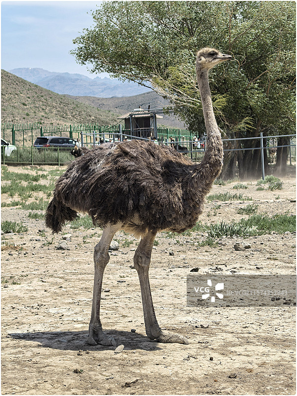 游乌鲁木齐天山野生动物园47图片素材