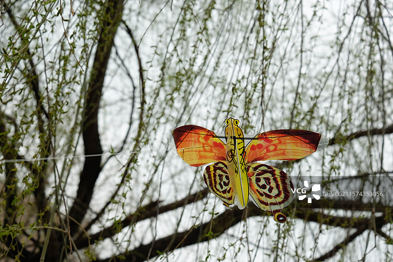 春天里的蝴蝶风筝。立春。初春。早春。风景。自然风光背景图图片素材