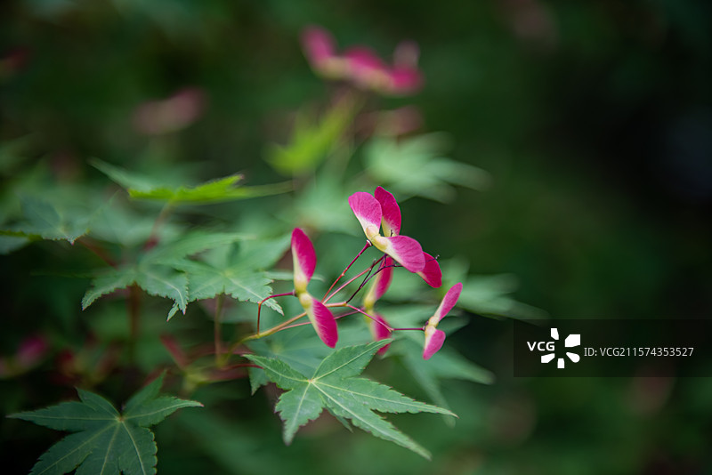 安徽六安金寨拍摄夏季干净绿色背景下的粉红色鸡爪槭树翅果图片素材
