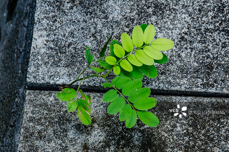 路上石头缝里蹦出来的绿色生命力植物——黄檀图片素材