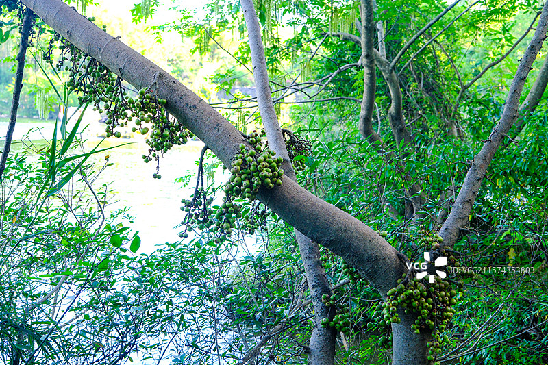 中国广西壮族自治区崇左市大新县洞那屿湾国家4A级景区，大新县黑水河国家湿地公园，中国南方喀斯特，图片素材