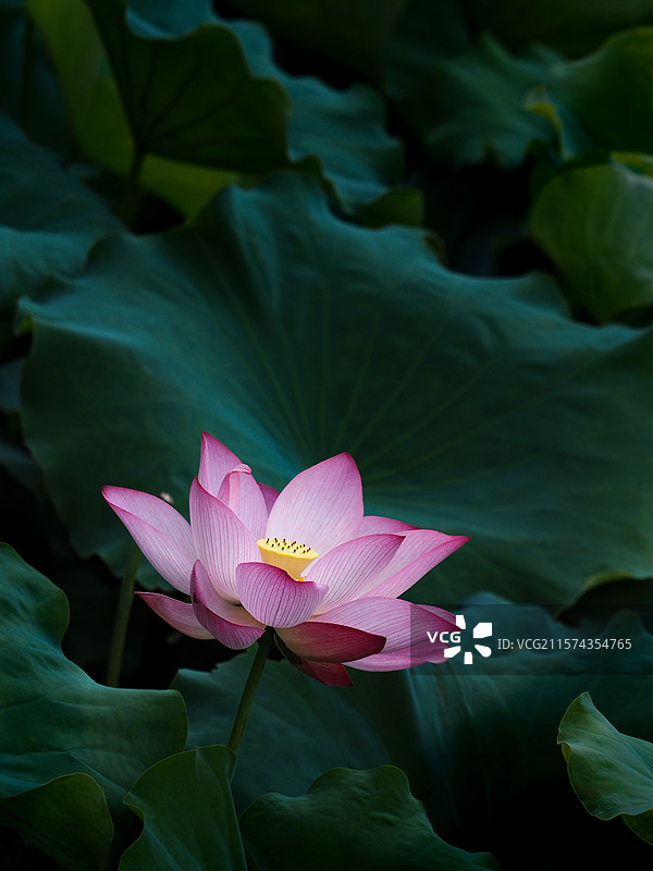 娇艳荷花开图片素材