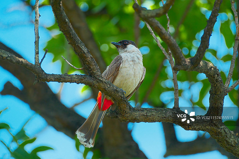 白喉红臀鹎图片素材