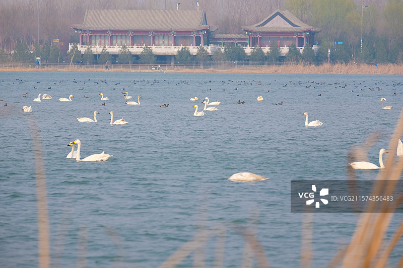 石家庄滹沱河生态。天鹅。水鸟。海鸥野鸭。高清风景背景图图片素材