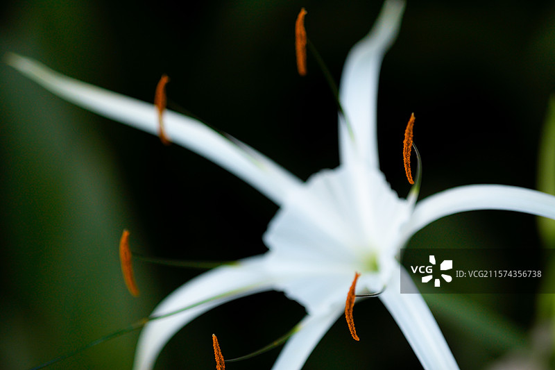 清新的石蒜水鬼蕉特写图片素材