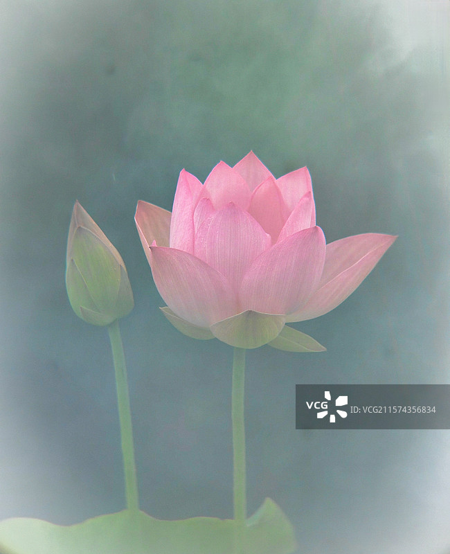 若隐若现，闭月羞花图片素材