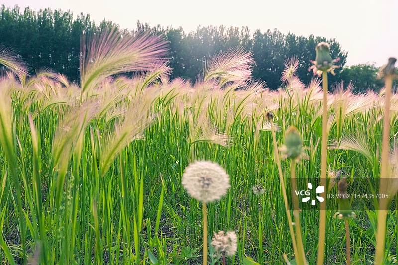 狗尾巴草与蒲公英的相遇图片素材