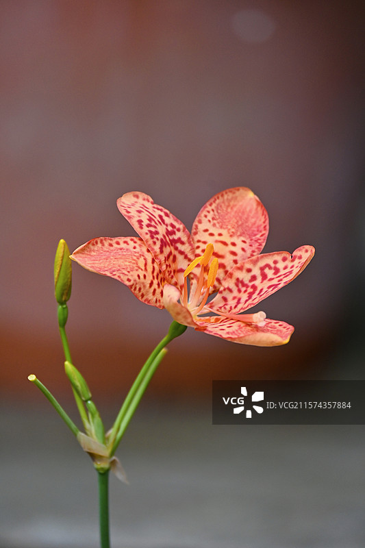 小红斑图片素材