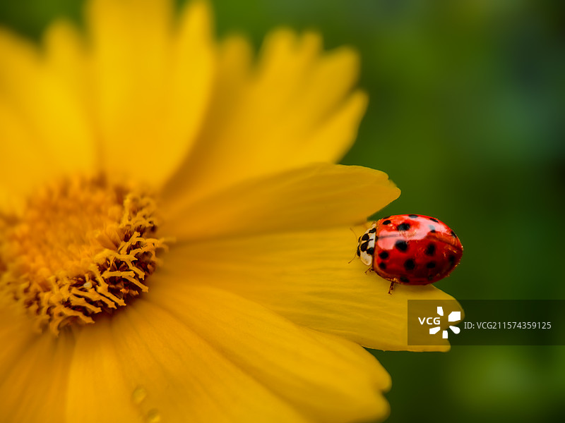 花笺上的绯色访客图片素材