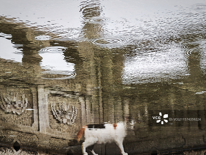 雨中猫图片素材