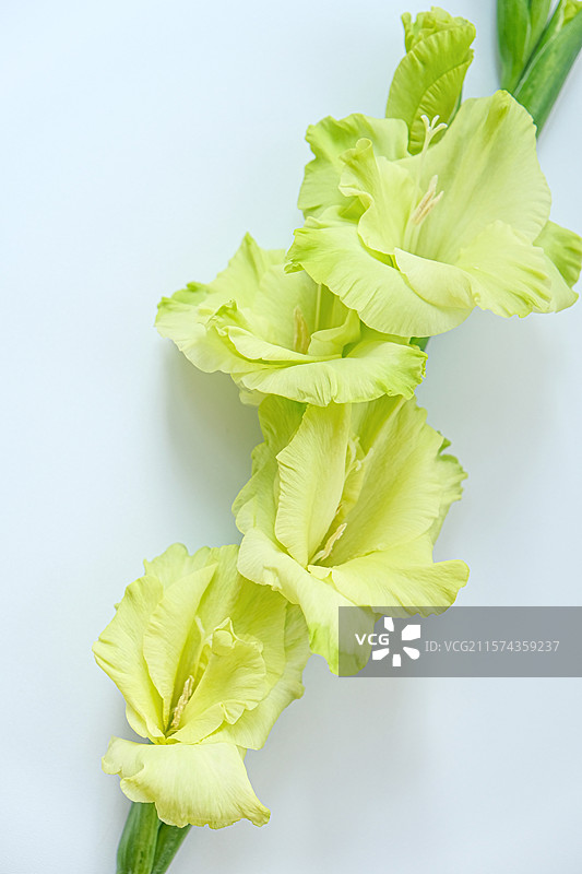 卷边绿剑兰图片素材