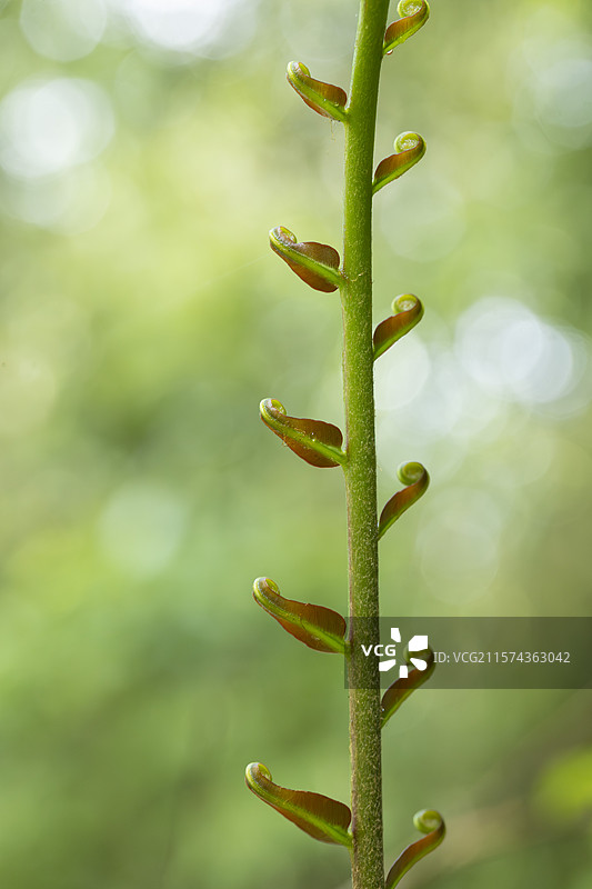 乌毛蕨的拳头图片素材