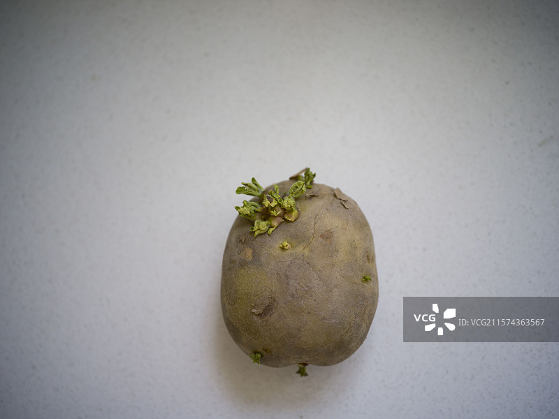 发芽的土豆图片素材