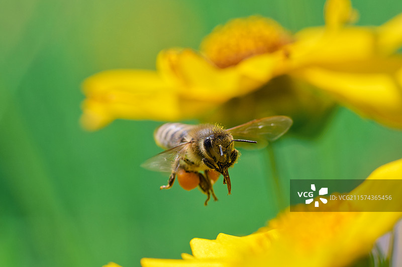 飞翔中的中华蜜蜂的喙的特写图片素材