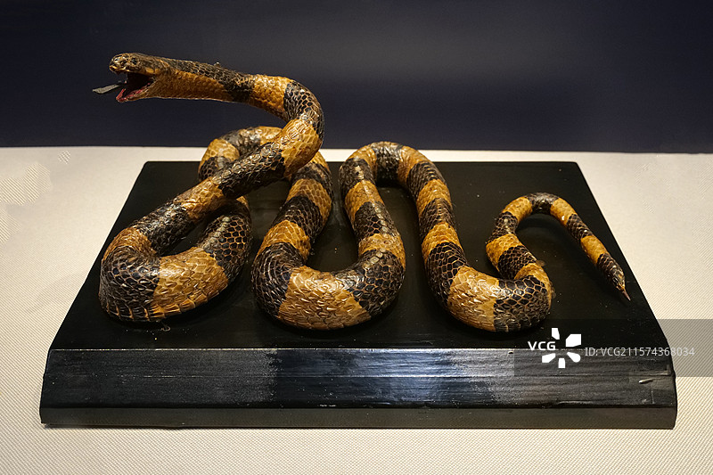 金环蛇 国家自然博物馆“灵蛇献瑞·生肖文物大联展”图片素材