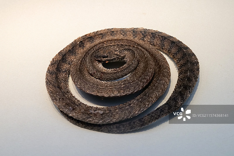 滑鼠蛇 国家自然博物馆“灵蛇献瑞·生肖文物大联展”图片素材