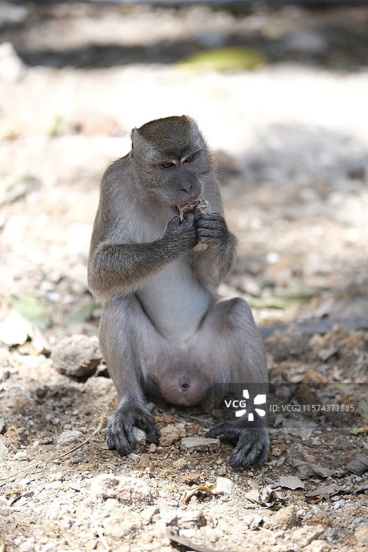 Batu Caves - 吉隆坡黑风洞的野生猴子特写图片素材