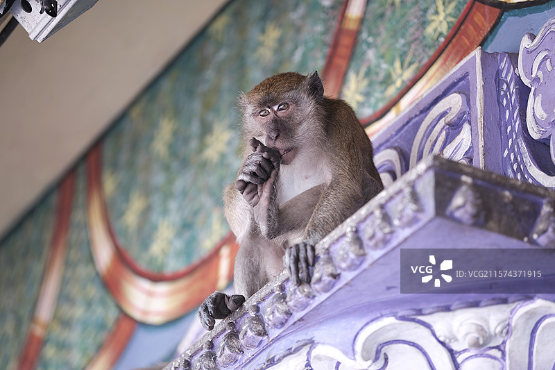 Batu Caves - 吉隆坡黑风洞的野生猴子特写图片素材