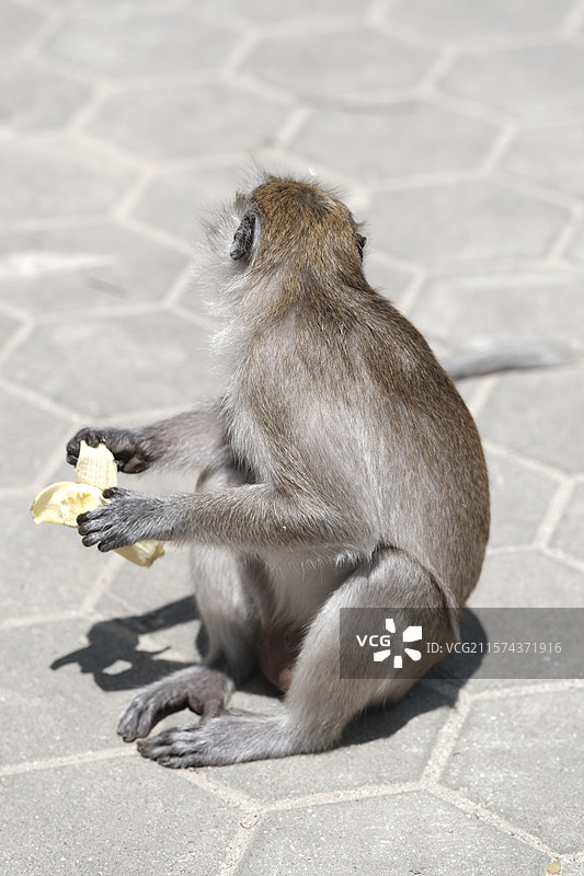 Batu Caves - 吉隆坡黑风洞的野生猴子特写图片素材