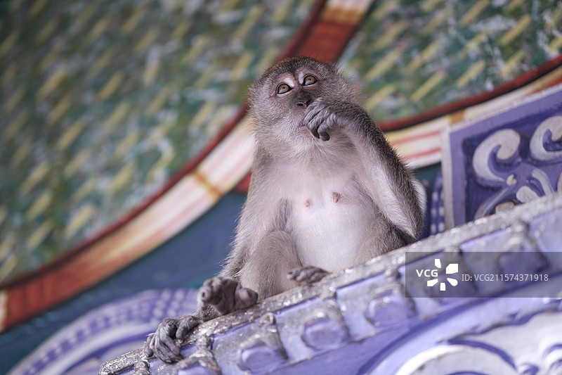 Batu Caves - 吉隆坡黑风洞的野生猴子特写图片素材